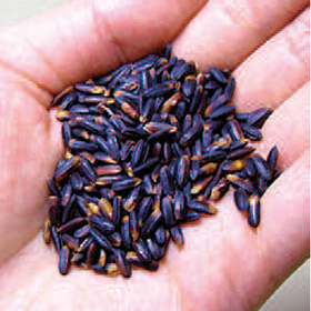 紫黒米「朝紫」